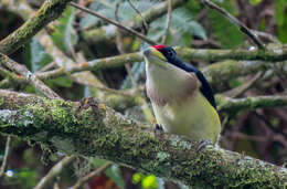 Image of White-mantled Barbet