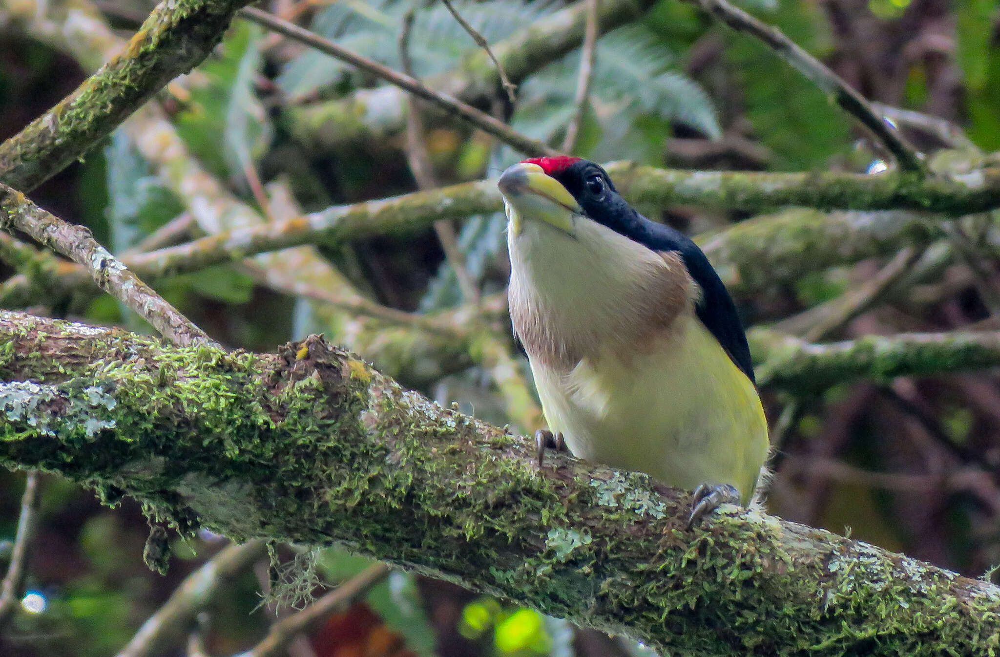 Imagem de Capito hypoleucus Salvin 1897