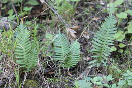 Image of Pleopeltis guttata (Maxon) E. G. Andrews & Windham