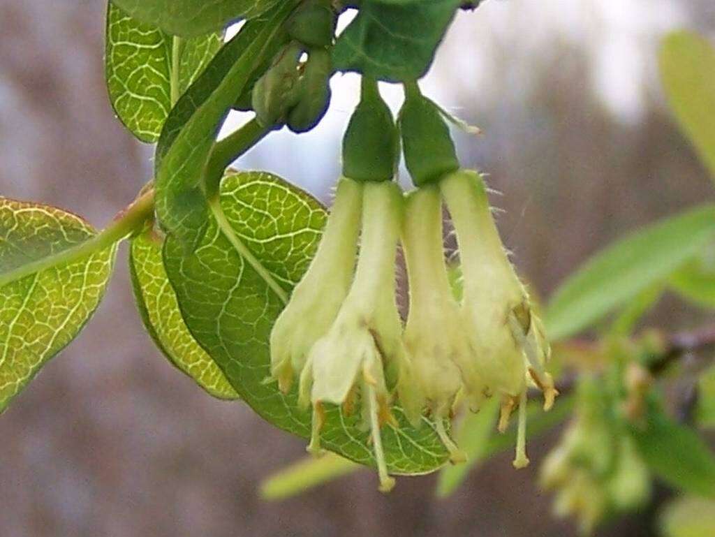 Imagem de Lonicera caerulea L.