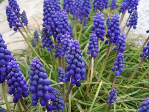 Image of Armenian grape hyacinth