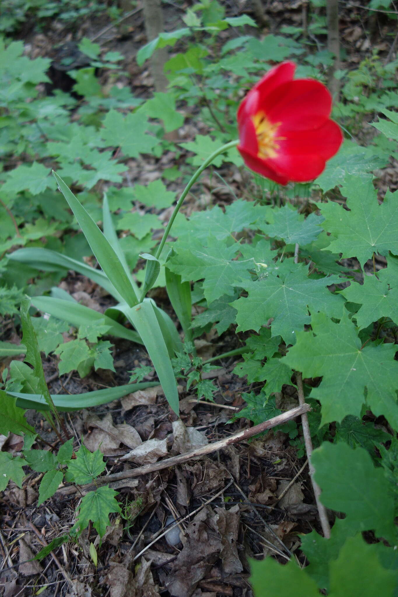 Plancia ëd Tulipa gesneriana L.