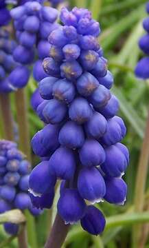 Image of Armenian grape hyacinth