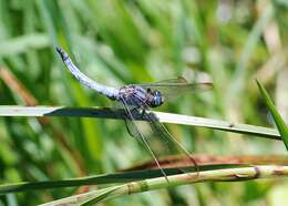 Image of Southern Skimmer