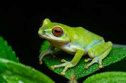 Image of Beddome's bubble-nest frog