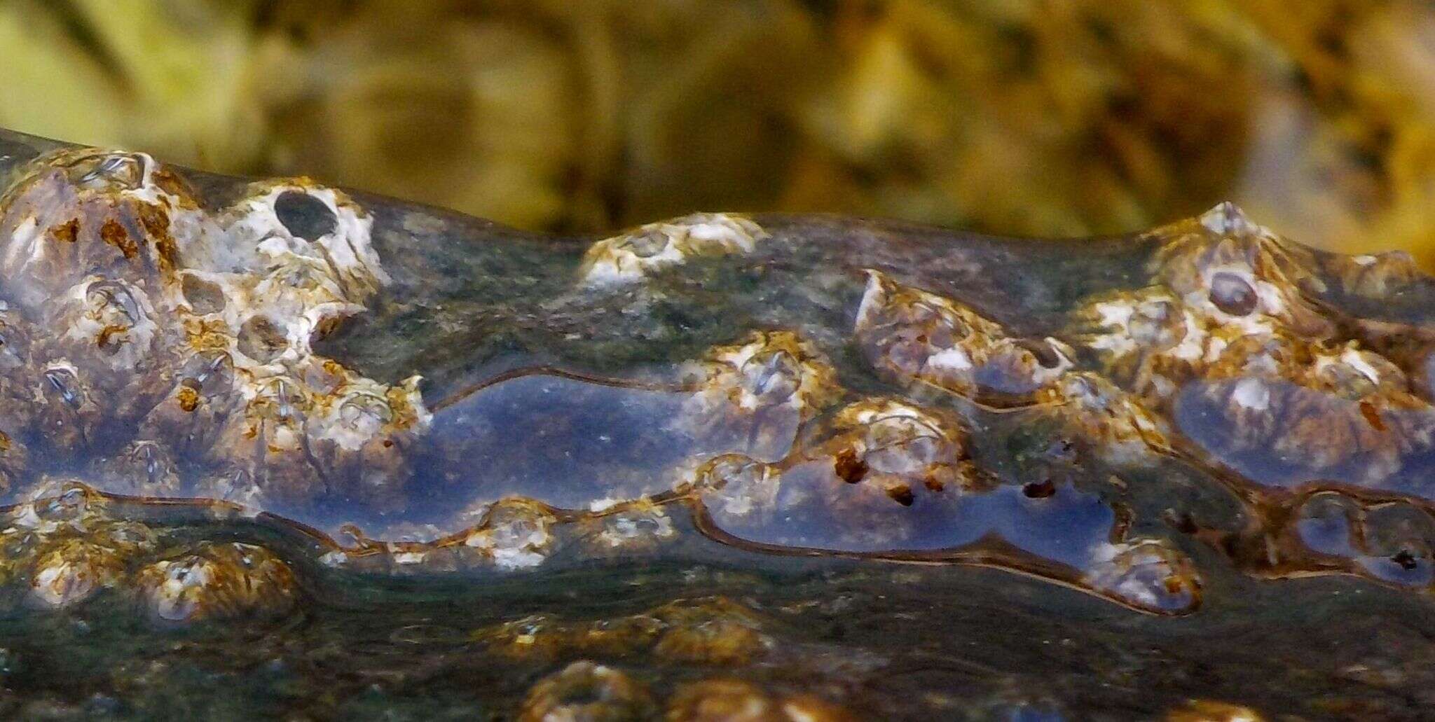 Image of Poli's stellate barnacle