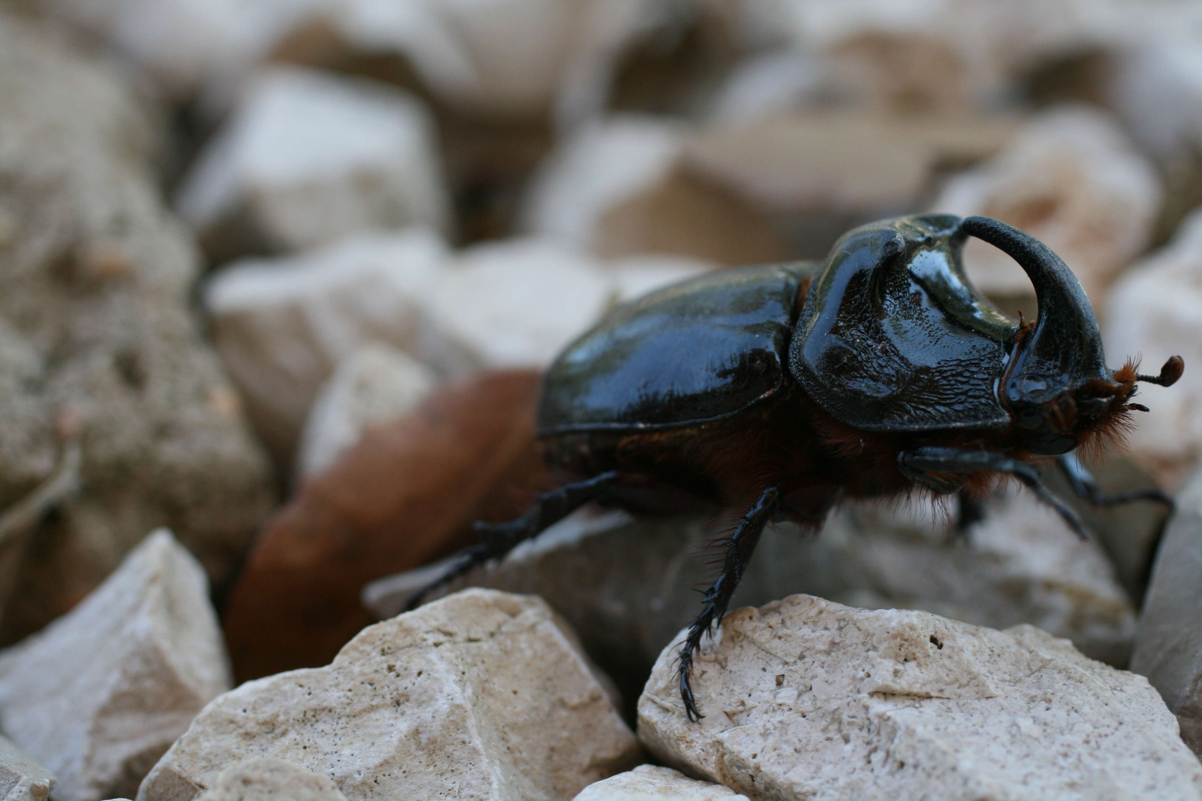 Image of European rhinoceros beetle