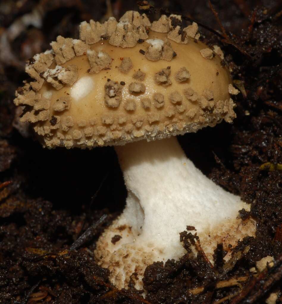 Image de Amanita australis G. Stev. 1962