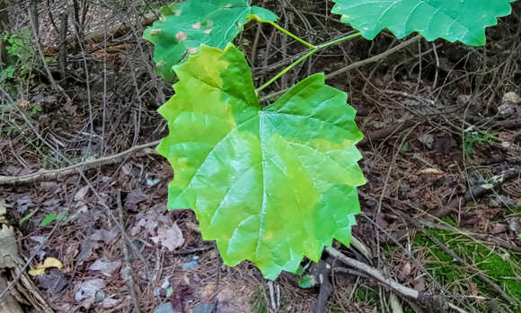 Imagem de Arabis mosaic virus