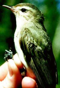 Image of Warbling Vireo