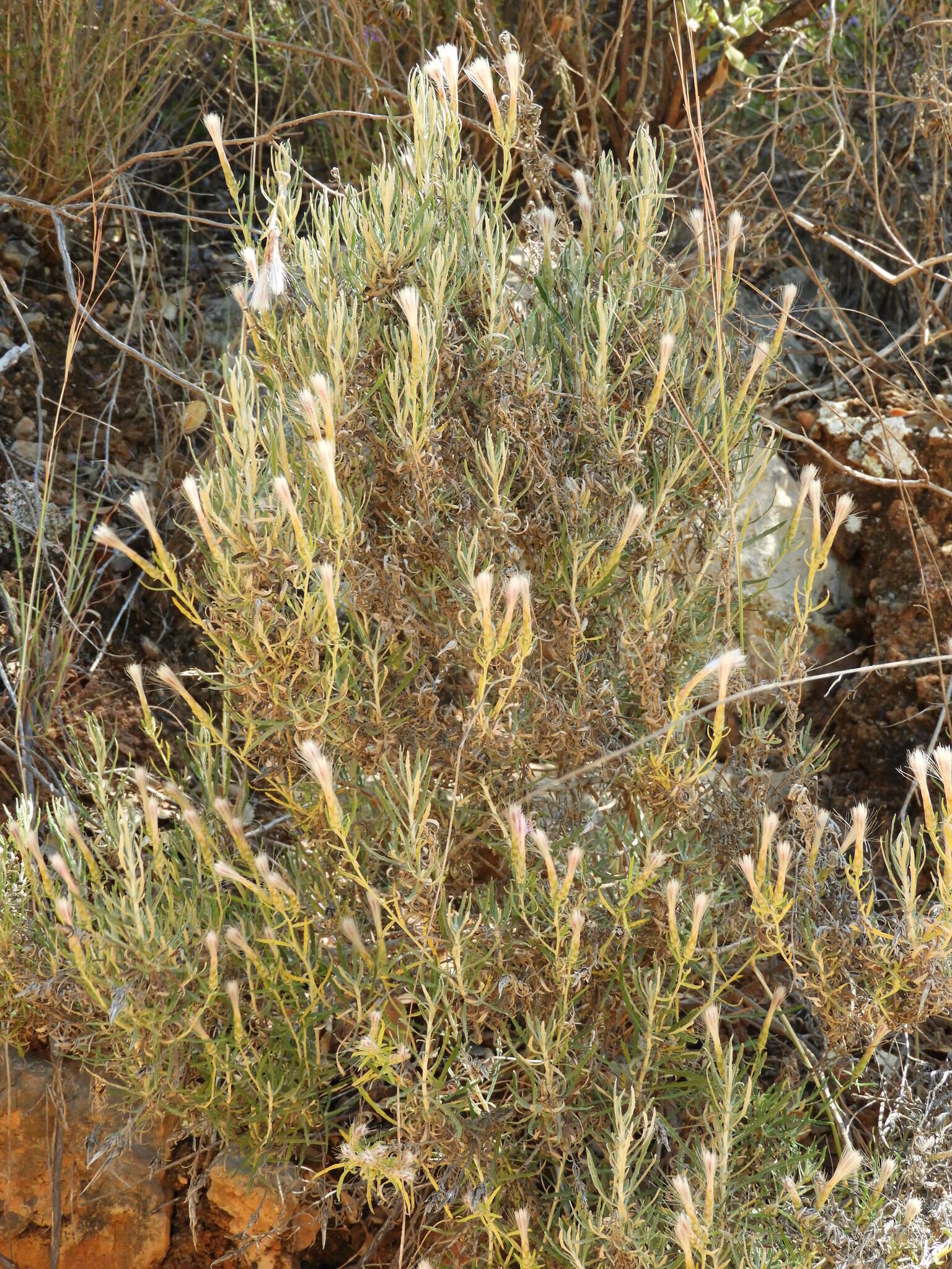 Слика од Staehelina dubia L.