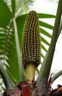 Image of Cycad