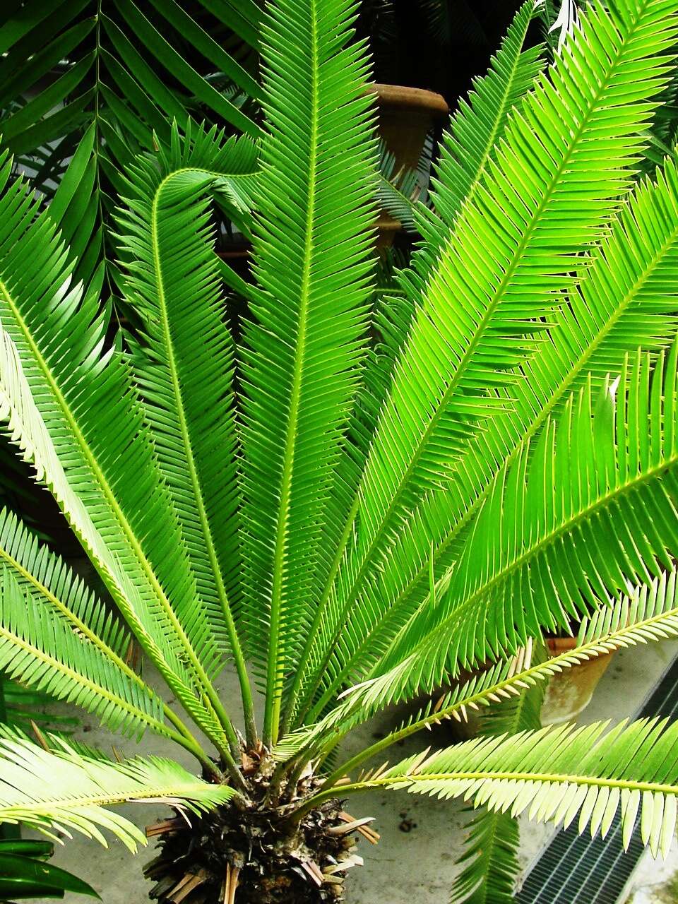 Image of Cycad