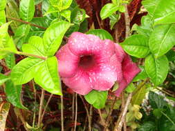 Image of purple allamanda