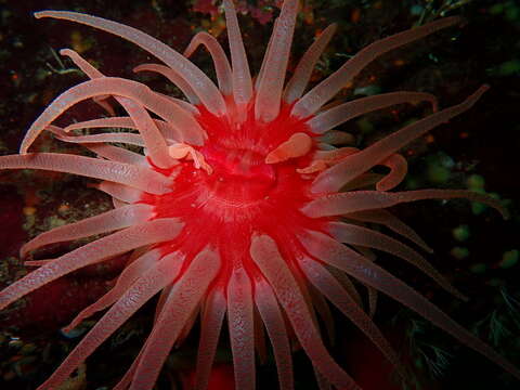 Image of Cribrinopsis rubens Sanamyan, Sanamyan, McDaniel, Martynov, Korshunova & Bocharova 2019