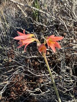 Image of Zephyranthes advena