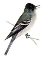 Image of Eastern Wood Pewee