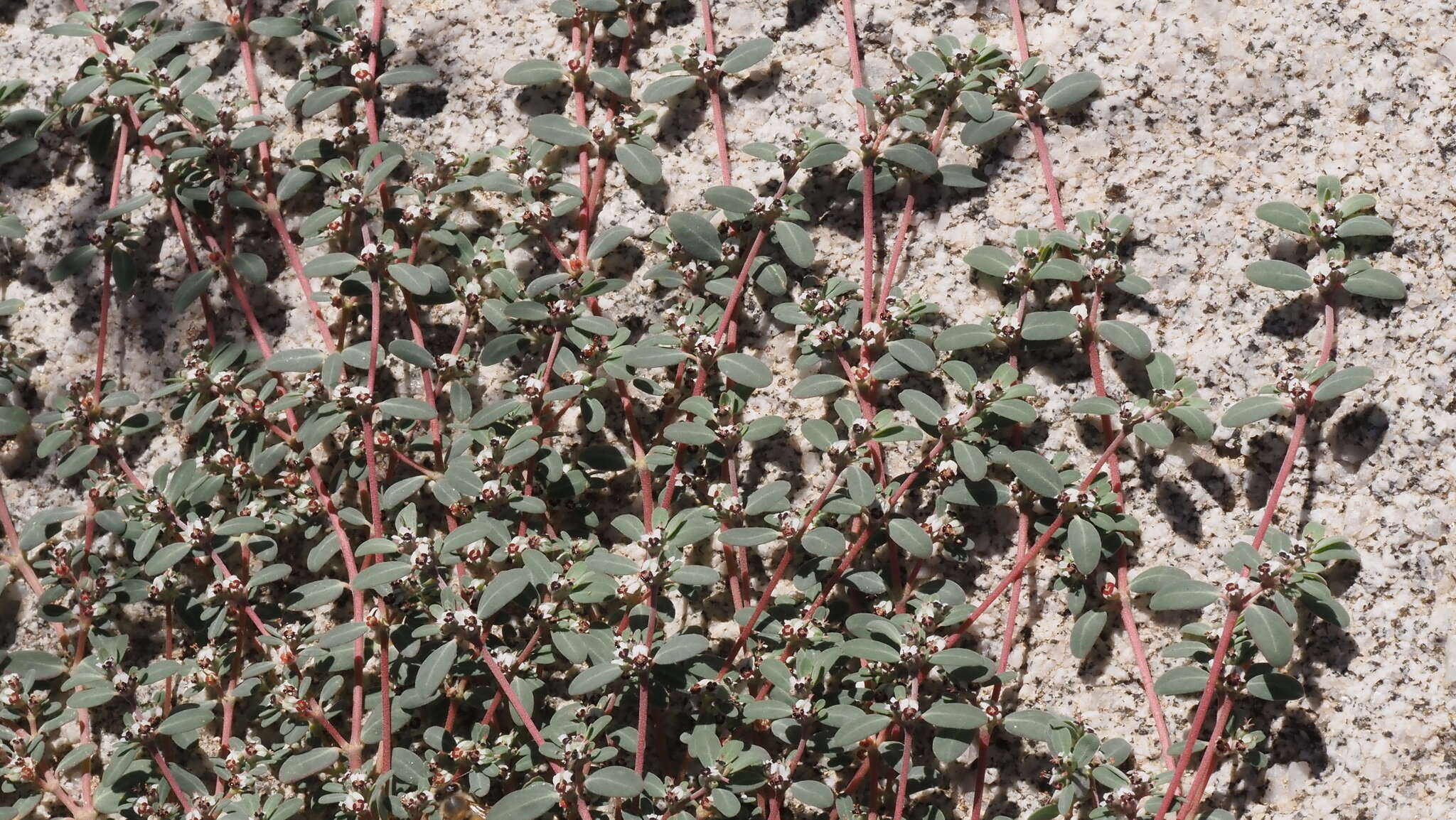 Euphorbia pediculifera var. pediculifera的圖片