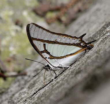 Image of Polyura eudamippus Doubleday 1843