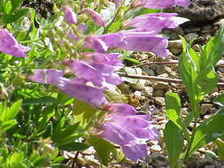 Image of Bush Penstemon