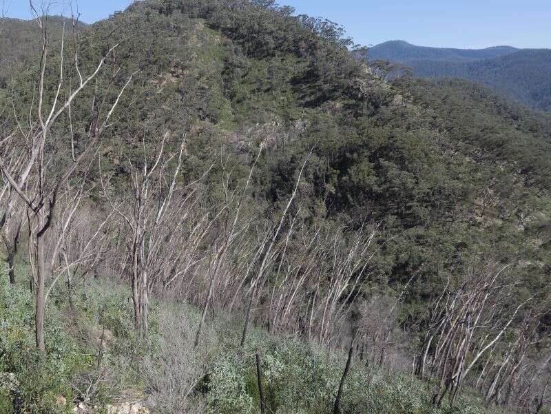 Image of Eucalyptus stenostoma L. A. S. Johnson & Blaxell