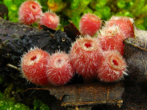 Image of Shaggy Scarlet Cup