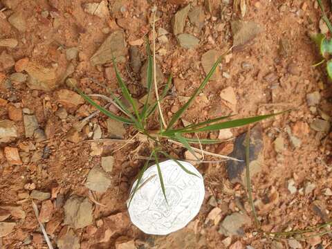 Image of Uruguayan needlegrass