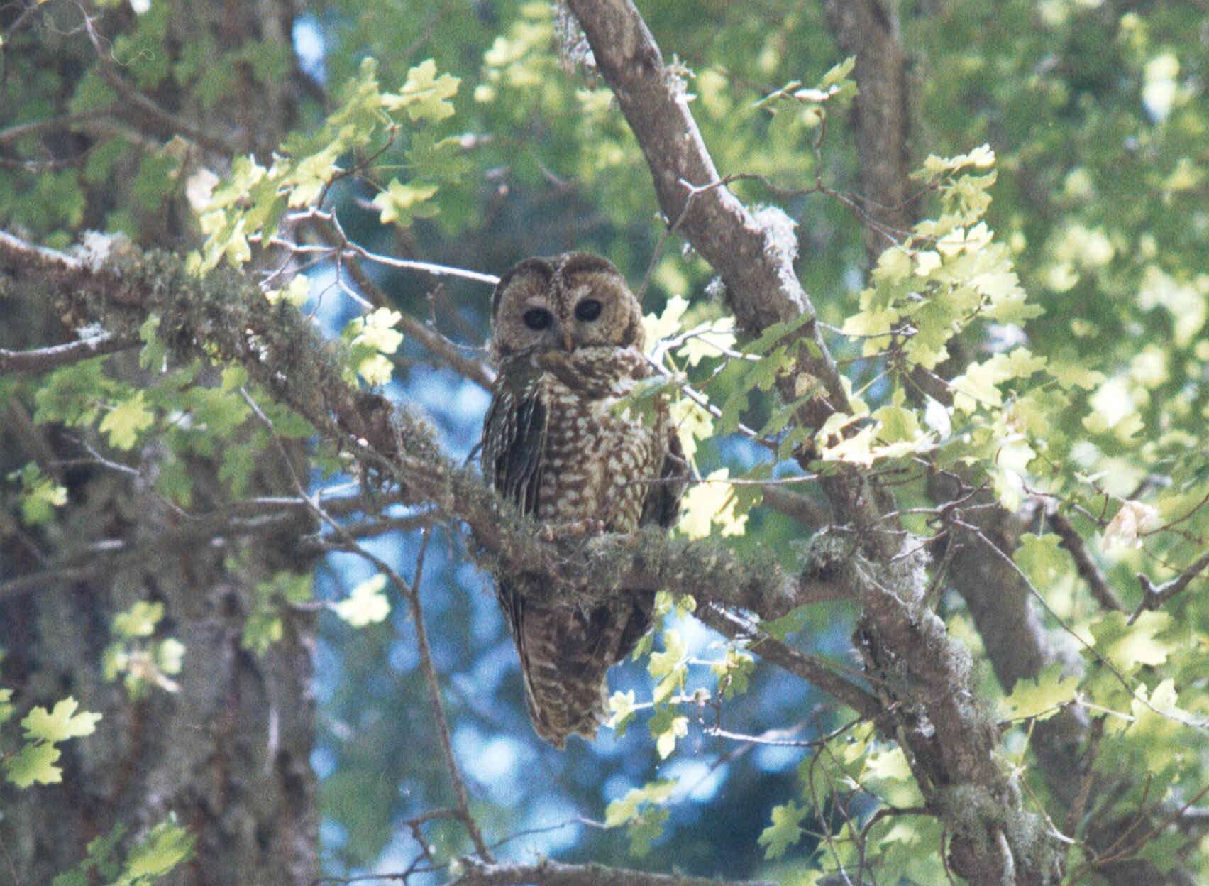 Image of Northern Spotted Owl