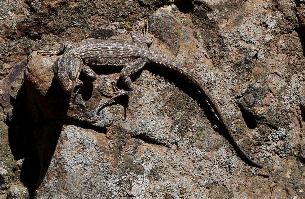 Image de Lézard à fausse ceinture de Lang