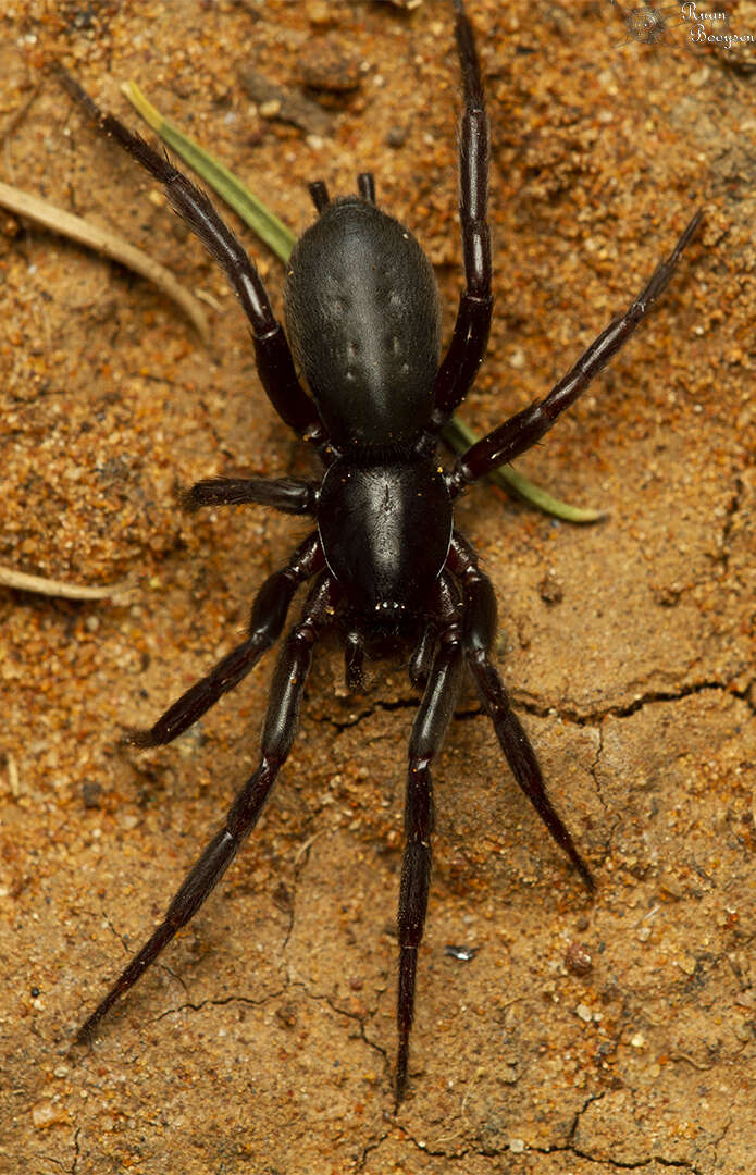 Image of Zelotes natalensis Tucker 1923