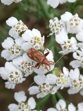 Image of Phytocoris varipes Boheman 1852