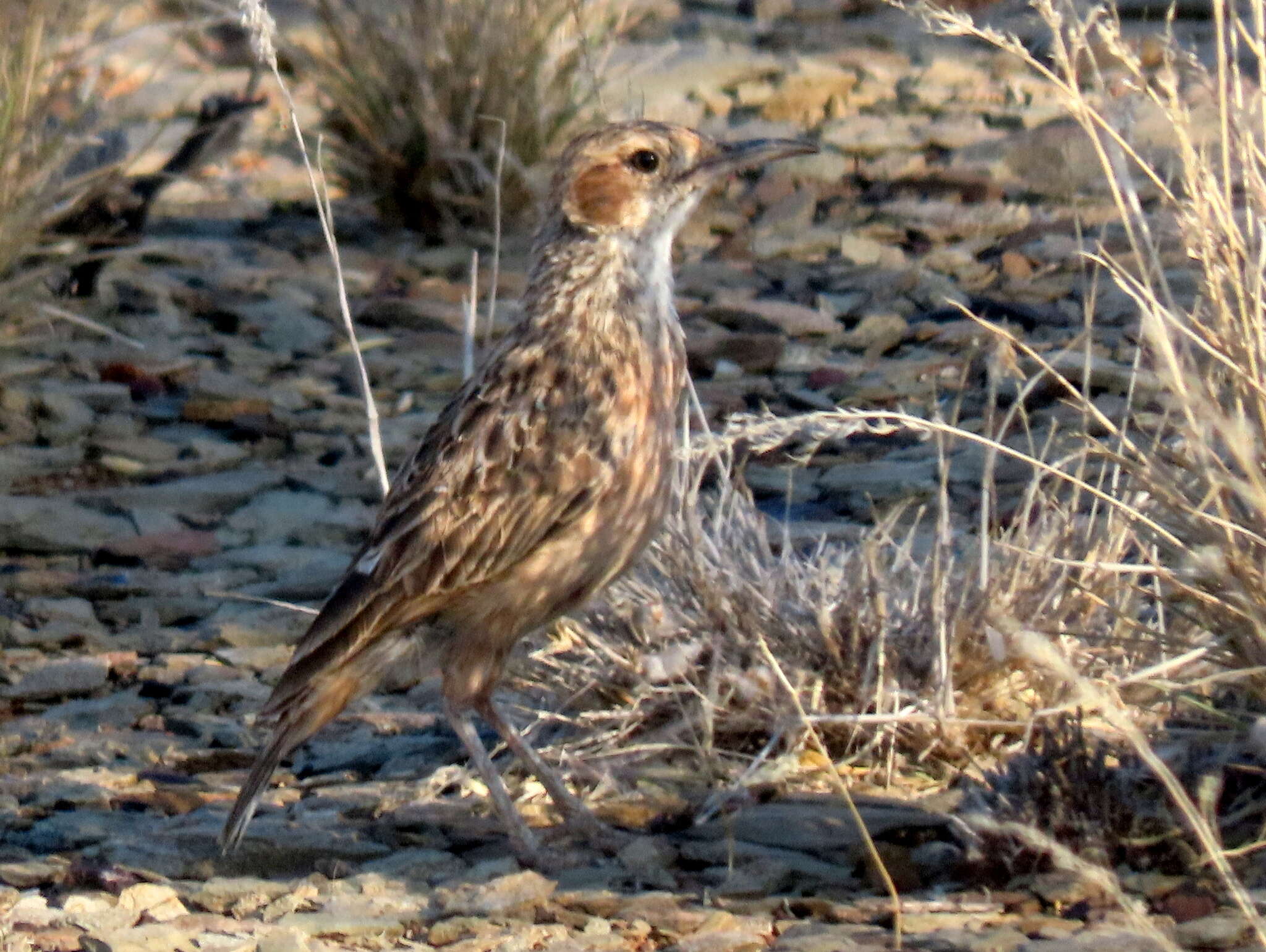 Imagem de Chersomanes albofasciata garrula (Smith & A 1846)