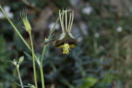 Image of Aquilegia viridiflora Pall.