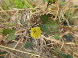 Image de Merremia hederacea (Burm. fil.) Hall. fil.