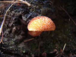 Plancia ëd Tricholomopsis formosa (Murrill) Singer 1951