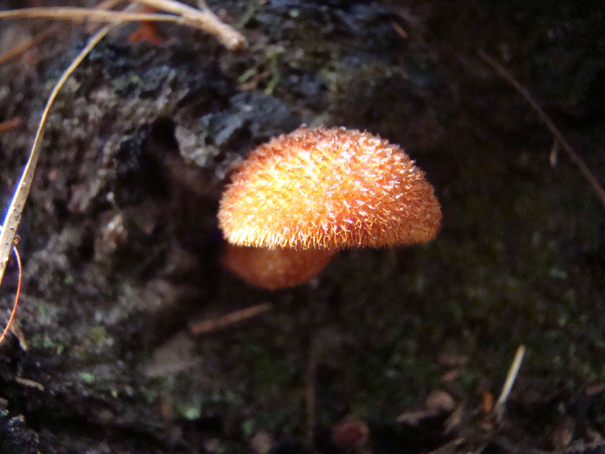 Plancia ëd Tricholomopsis formosa (Murrill) Singer 1951