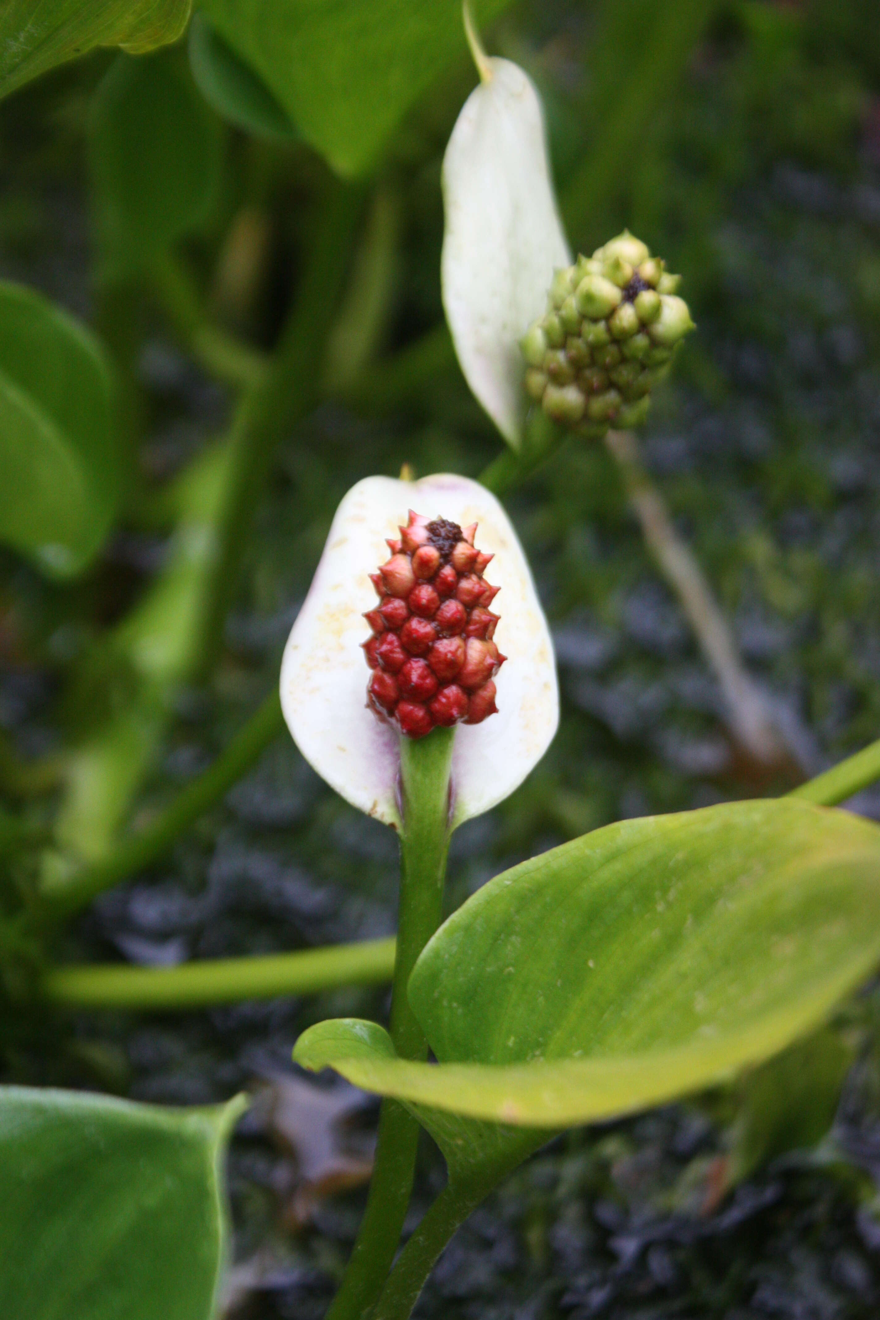 Image of callalily