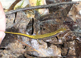 Image of Longtail Salamander