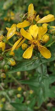 Imagem de Hypericum perfoliatum L.