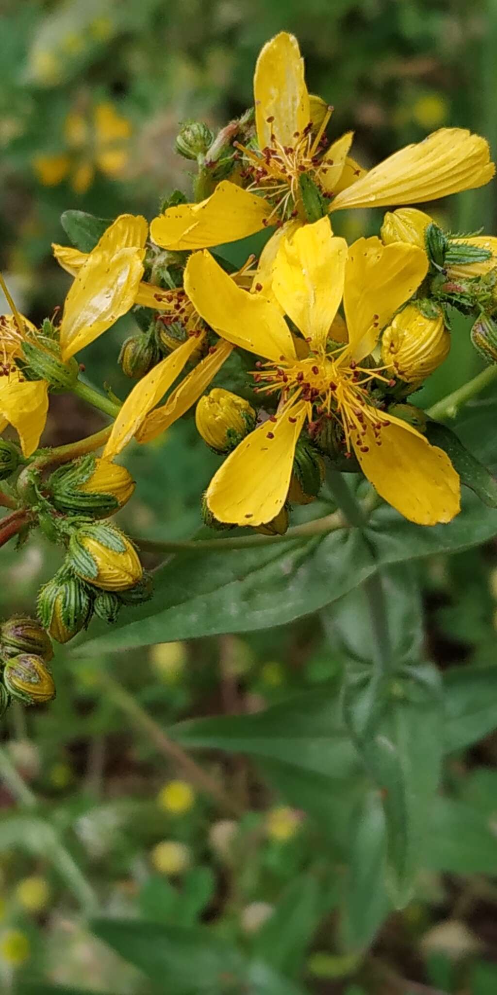 صورة Hypericum perfoliatum L.