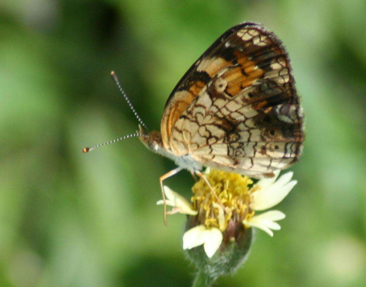 Image of Phaon Crescent