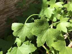 Imagem de Hydrocotyle acutiloba (F. Müll.) Wakef.