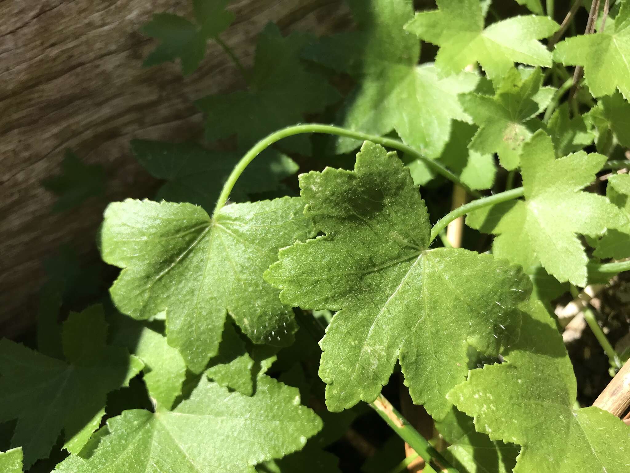 Image of Hydrocotyle acutiloba (F. Müll.) Wakef.