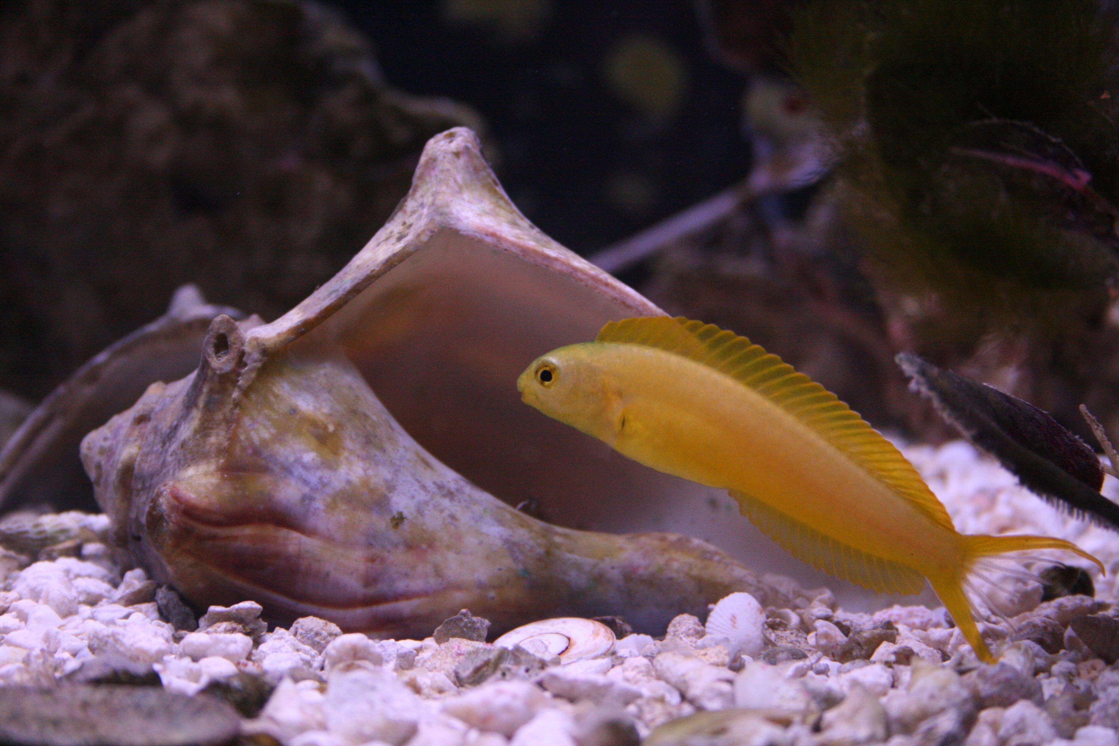 Image of Canary fangblenny