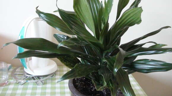 Image of fragrant dracaena