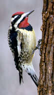 Image of Sapsucker