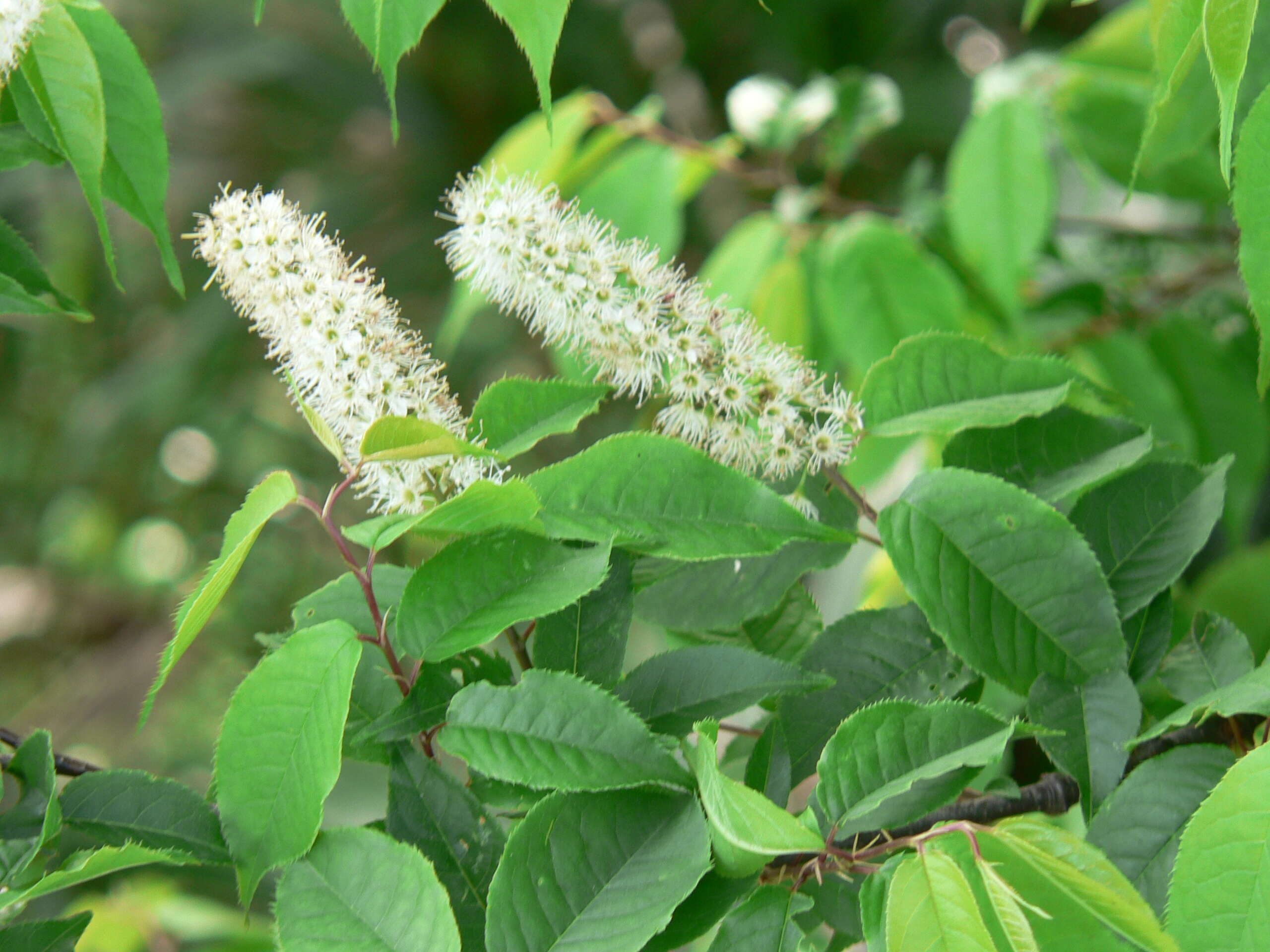 Image of Prunus grayana Maxim.