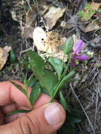 Image of California milkwort