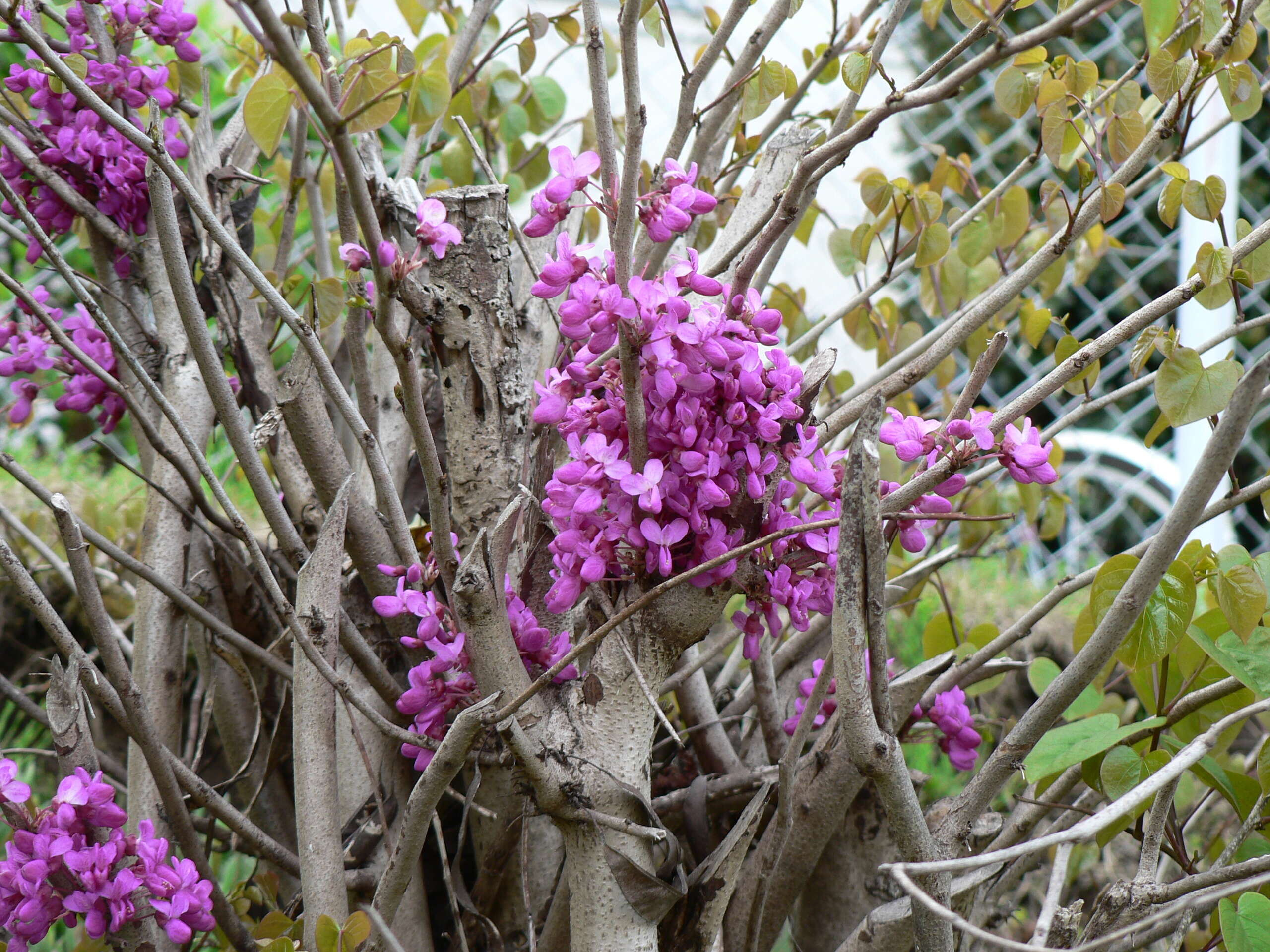 Слика од Cercis chinensis Bunge