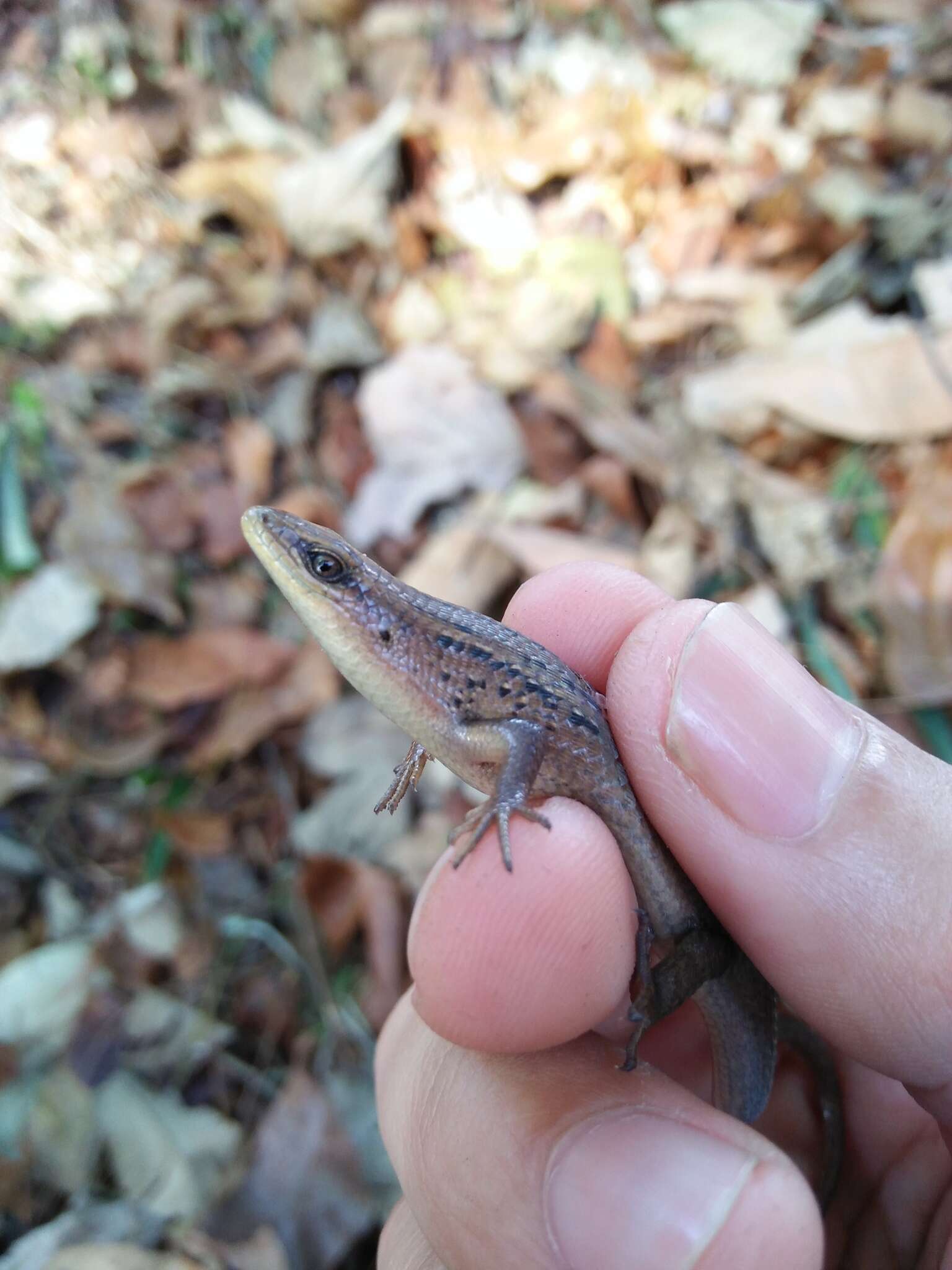 Image of Nicobar Island Skink